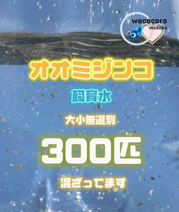 即決698円!! ☆ オオミジンコ飼育水300匹混ざってしまってます☆生クロレラ水付☆タマミジンコより培養簡単♪