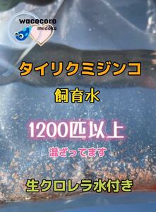 即決1099円☆タイリクミジンコ飼育水1200匹以上混ざってます☆生クロレラ水付☆タマミジンコより培養簡単♪ 