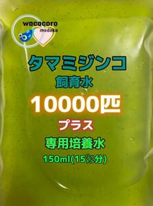 即決798円☆タマミジンコ飼育水☆10000匹＋専用培養水150ml(15リットル分)☆めだか・熱帯魚・水質浄化に！！