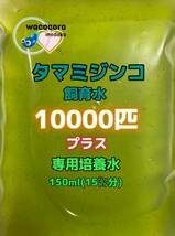 即決798円☆タマミジンコ飼育水☆10000匹＋専用培養水150ml(15リットル分)☆めだか・熱帯魚・水質浄化に！！_画像1