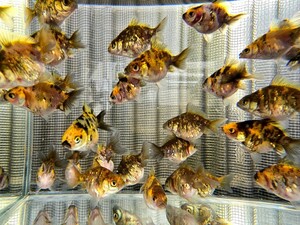 オランダショートテール 稚魚 タイガー 15匹セット