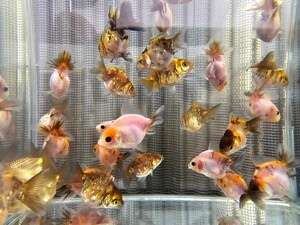 オランダショートテール 稚魚 15匹セット