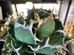 ムチムチ★白鯨★陽炎 チタノタ titanota agave アガベ 1