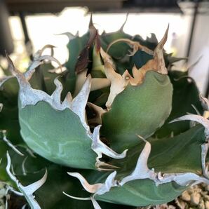 ムチムチ★白鯨★陽炎 チタノタ titanota agave アガベ 2の画像3