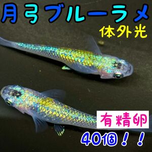 【メダカの卵】月弓ブルーラメ体外光 有精卵40個