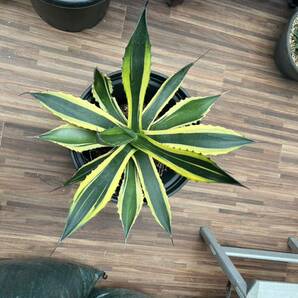 アガベ/AGAVE フェロックス錦 黄覆輪 大株約58cm ドライガーデンにいかがですか？現品 1円スタートの画像3