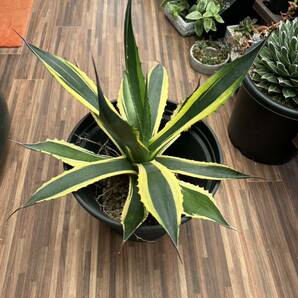 アガベ/AGAVE フェロックス錦 黄覆輪 大株約58cm ドライガーデンにいかがですか？現品 1円スタートの画像2