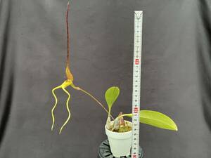 洋蘭 原種 バルボフィラム Bulb. tricanaliferum 'Mt Little' SBM／JOGA OG分株 20㎝越え超巨大輪 花無2リード良株 速達第四種郵便640円　