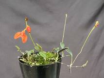 洋蘭 原種 ポログロッサム属 Porroglossum edwardii 花葉共に魅力的な珍美原種 花茎3本良株 速達第四種郵便送料590円 パルダリウム 　　　_画像3