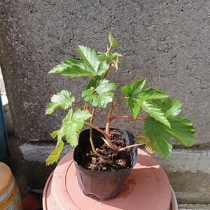  tree . maple strawberry raw meal small 