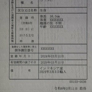 残りわずか 爆裂龍超ショート盛り上 幅も抜群ラッキョスタイル！死亡保証あり埼玉県発送！！61752の画像6