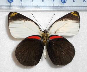 海外の蝶標本　ドハーティカザリシロチョウ　1オス　Delias dohertyi（ヤーペン島産）
