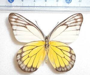 海外の蝶標本　シンガプーラカザリシロチョウ　1オス　Delias singhapura　（シメルー島産）