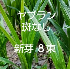 斑なしヤブラン 新芽 抜き苗 ８束 早くお届けします