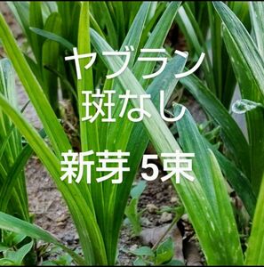 斑なしヤブラン 新芽 抜き苗 ５束 早くお届けします