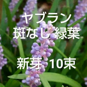 斑なしヤブラン 新芽 抜き苗 10束 早くお届けします