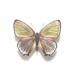 国産蝶標本 キリシマミドリシジミ A-pair 長崎県・対 馬 産の画像2