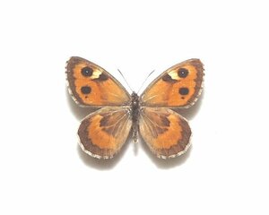 外国産蝶標本　ヨセフタカネヒカゲ　A♂　タジキスタン 産