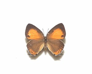 外国産蝶標本　コンゴウシジミ　A-♀　韓国・南楊州 産