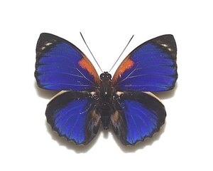 外国産蝶標本　ビオラミイロタテハ　A-♂　ブラジル 産