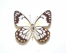 外国産蝶標本　ジャワシロチョウ　A-♂ タニンバル島 産_画像1