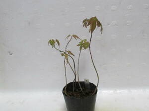 yama maple *3 year thing *5 pcs set * mini bonsai * maple *....*4