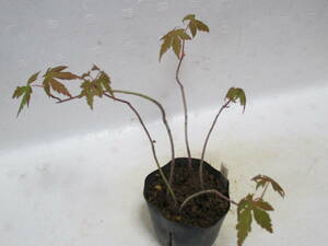 yama maple *3 year thing *5 pcs set * mini bonsai * maple *....*7