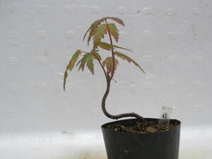 yama maple *4 year thing * mini bonsai *momiji*42