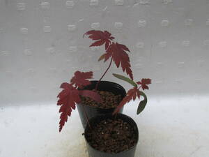 no blur maple *. seedling *3 pcs set * height of tree pot on approximately 6~7cm* mini bonsai material *A