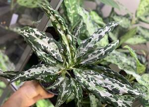 LA便ネームド株　Aglaonema Pictum 妖鳥　シレーヌ【LA0313-00】　