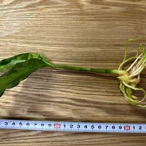 LA便 アグラオネマ ピクタム【LA0817-04m】増殖 Aglaonema pictum tricolor Selected の画像4