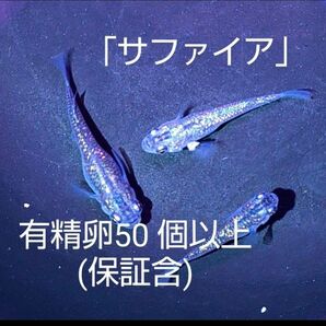 サファイア メダカ 有精卵50個 以上(保証分を含む)めだか 