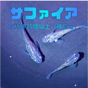 サファイア メダカ 有精卵25個 以上(保証分を含む)めだか 