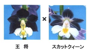 ☆グリーンスマイル☆　エビネ　　未開花成苗　「王将×スカットクィーン」　花芽付き　（検　えびね、寒蘭、山野草）