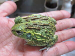 カワ(・∀・)イイ!!【厳選個体】アフリカウシガエル　5㎝　爆食！かわいい！蛙　カエル　綺麗でかわいい子です！爆食！