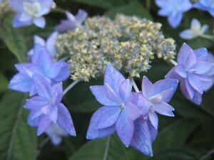 ◇ 山野草 ◇ アジサイ 七段花 シチダンカ 7.5㎝ポリポット×２ ◇挿し木 とり木 苗木 紫陽花 あじさい ヤマアジサイ サワアジサイ◇