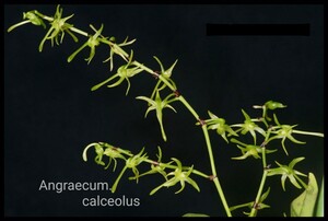 洋蘭 ラン Angraecum.calceolus