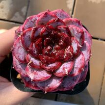 即決価格★農園直売 多肉植物エケベリア属 レッドベルベット（単） Echeveria 'Red Velvet' 選抜超美苗 観葉植物 インテリア 多肉専門VERVE_画像1