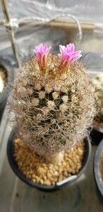 ツルビニカルプス ラウセリー (★2009年実生) 古株塊根 (刺を除き直径約57㎜) Turbinicarpus pseudomacrochele ssp lausseri