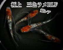 超希少！三色ラメRLFめだかの有精卵15個+@(三色体外光、三色ラメ、花魁、紅玉、LU-04好きにオススメ)_画像1