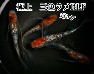 超希少！三色ラメRLFめだかの有精卵15個+@(三色体外光、三色ラメ、花魁、紅玉、LU-04好きにオススメ)