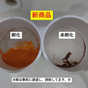 【グッピー太郎】中国産 ブラインシュリンプエッグス 100gパックの画像3