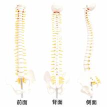 人体模型 脊椎骨盤模型 脊柱 脊髄 背骨 腰椎 模型 股関節 1/2 モデル (股関節 なし)_画像3