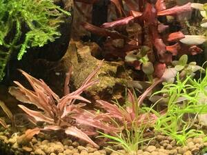 クリプトコリネ ウエンティ ピンク ×3株【組織培養】★cryptocoryne wendtii 'pink'★【送料込】