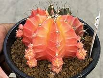 多肉植物 サボテン ギムノカリキウム 緋牡丹錦 mihanovichii hyb ⑥ _画像1