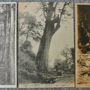 戦前台湾 林業関係絵葉書 未使用13枚 大正3年林業視察のため渡台した人の旧蔵品の画像4