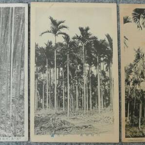 戦前台湾 林業関係絵葉書 未使用13枚 大正3年林業視察のため渡台した人の旧蔵品の画像6