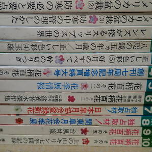 K21Eφ さつき研究 1974年～1977年 まとめて37冊セット 花と緑をつくる月刊誌 月刊さつき研究社の画像4