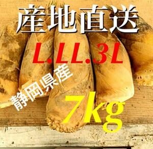 静岡県産！朝掘り！新鮮！ たけのこ 7kg＋α 米ぬか付き♪ タケノコ