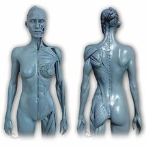 人体モデル 女 グレー スタンド付き 1:6 彫刻 ペインティング 人体筋肉 約30cm 11インチ 人体模型 175_画像5